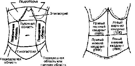 Рисунок: квадранты живота