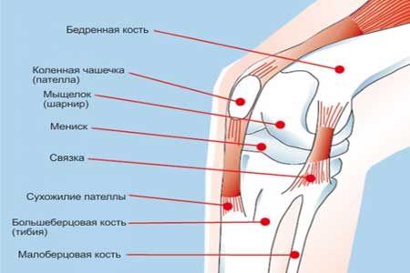Строение колена