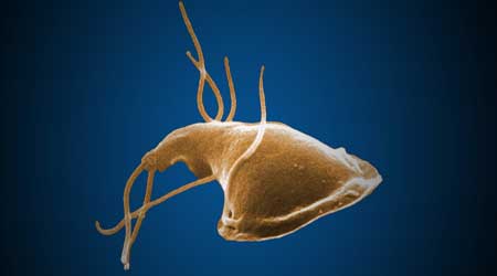 Лямблии кишечные (Giardia intestinalis) 
