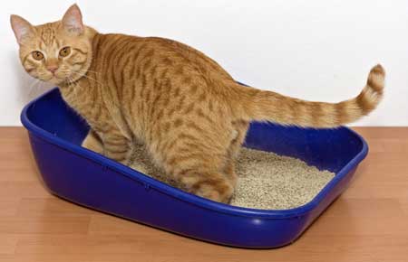 Токсоплазма (Toxoplasma gondii) может поджидать вас в кошачьем туалете