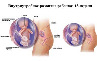 13 неделя беременности