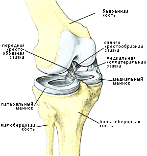 Коленный сустав иллюстрация sportmedicine.ru