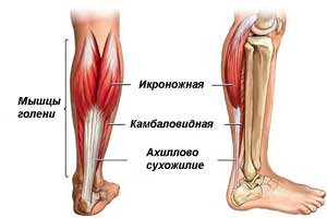 Мышцы голени, ахиллово сухожилие