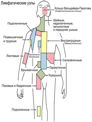 Схема расположения лимфатических узлов Иллюстрация ru.wikipedia.org