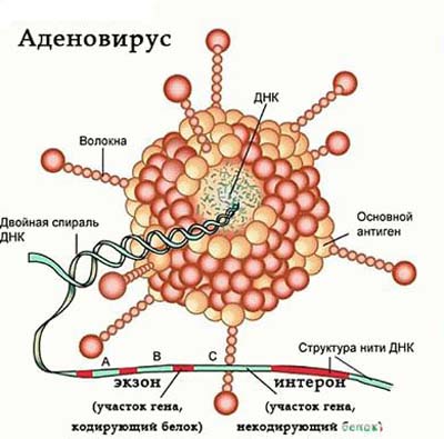 Аденовирусные инфекции у детей