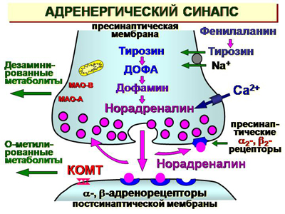 Адренергические препараты