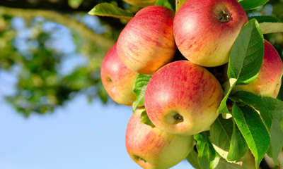 10 самых полезных продуктов
