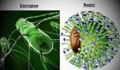 Микроорганизмы и инфекции