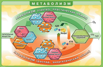 Метаболические заболевания