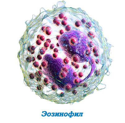 эозинофилы