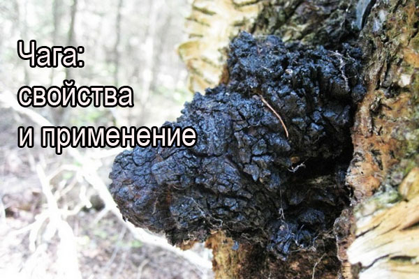 На фото: берёзовый гриб чага На фото: берёзовый гриб чага