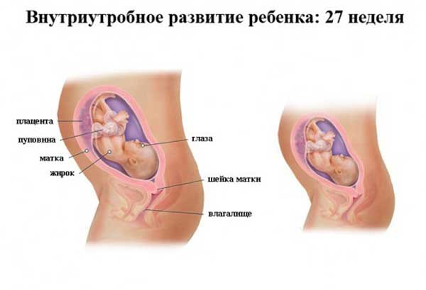 27 неделя беременности 27 неделя беременности: что происходит, полезные советы