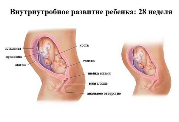 28 неделя беременности 28 неделя беременности: что происходит, полезные советы