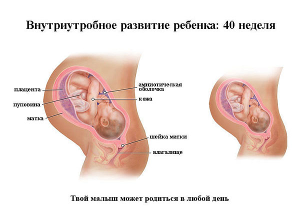 40 неделя беременности 40 неделя беременности