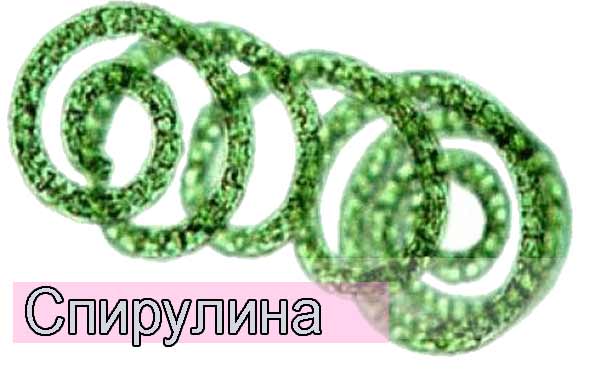 спирулина свойства