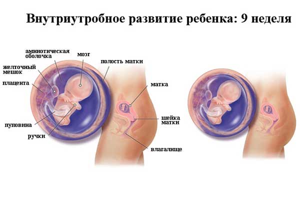 Что происходит на 9 неделе беременности 9 неделя беременности: что происходит, полезные советы