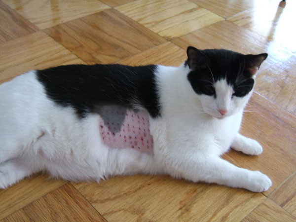 Аллергия у кота Аллергия у кота