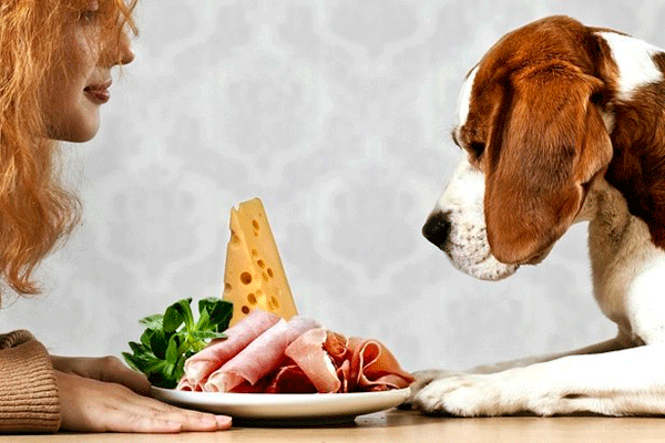 Продукты, опасные для собак Продукты, опасные для собак