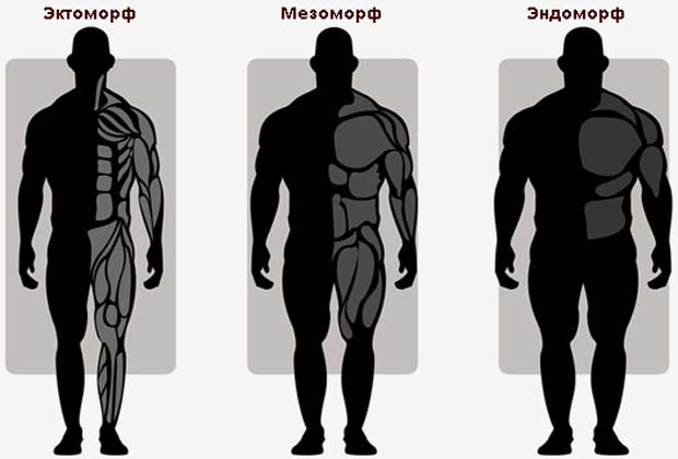 эктоморф, мезоморф, эндоморф