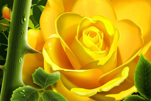 шипы и розы шипы и розы