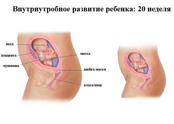 20 неделя беременности 20 неделя беременности: что происходит, полезные советы