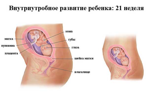 21 неделя беременности 21 неделя беременности: что происходит, полезные советы