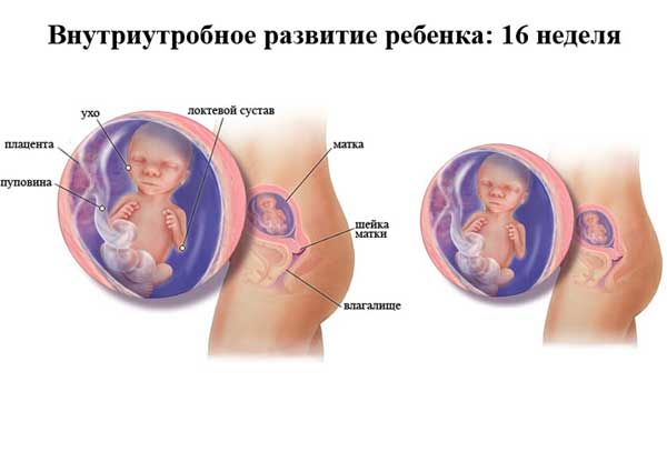 16 неделя беременности 16 неделя беременности: что происходит, полезные советы