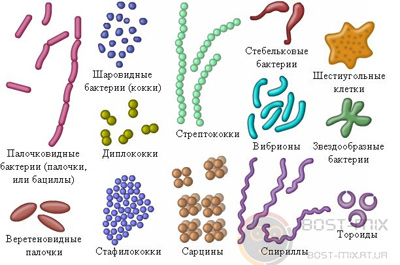 Бактериальные инфекции