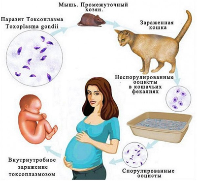 Токсоплазмоз: симптомы, лечение, описание