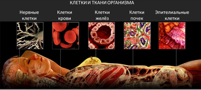 Организм человека как система