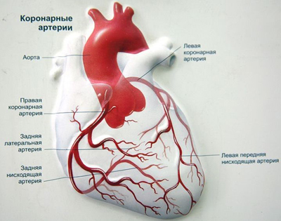 Первая помощь при сердечном приступе