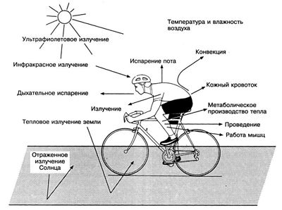 Организм человека как система