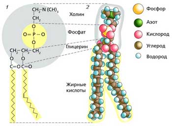 Молекула фосфолипида