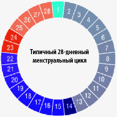 менструальный цикл менструальный цикл