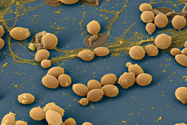 Candida Albicans