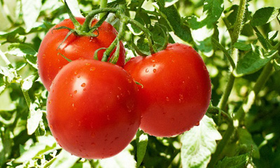 10 самых полезных продуктов
