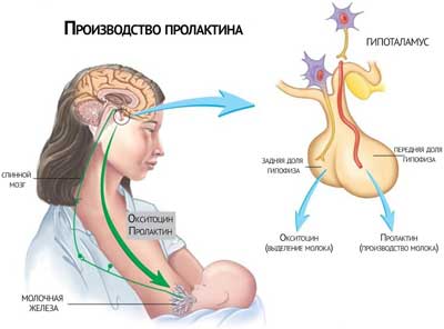 Грудное вскармливание