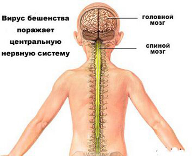 Бешенство: симптомы, лечение, профилактика