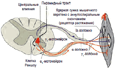 Спастичность мышц