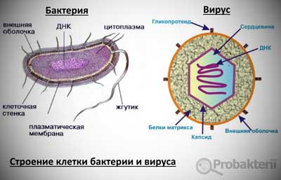 Микроорганизмы и инфекции