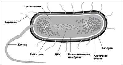 Бактериальные инфекции