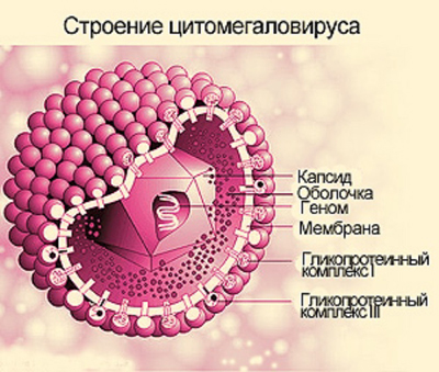 Цитомегаловирусная инфекция