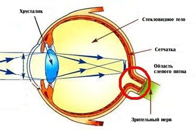 зрительная система человека