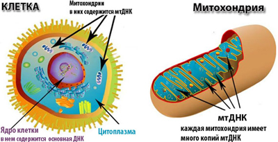 Митохондриальные заболевания