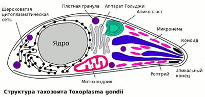 Токсоплазмоз: симптомы, лечение, описание
