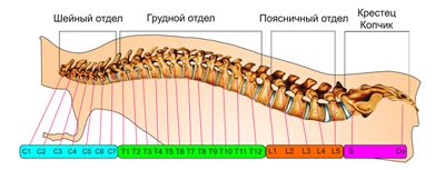 Ламинэктомия: описание, цели, риски