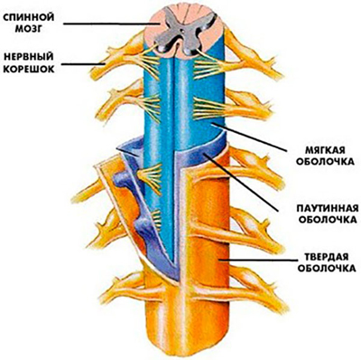 Травма спинного мозга