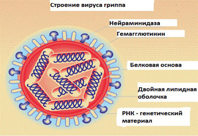 Грипп: распространение, классификация