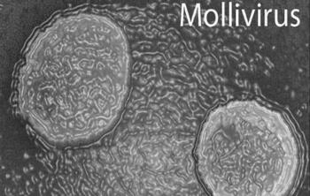 Mollivirus sibericum, "новый старый" гигантский вирус, чей возраст превышает 30000 лет, был обнаружен в вечной мерзлоте в Сибири Mollivirus sibericum, "новый старый" гигантский вирус, чей возраст превышает 30000 лет, был обнаружен в вечной мерзлоте в Сибири