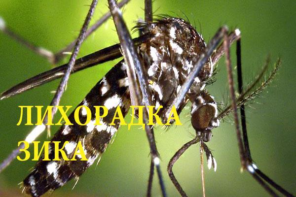 Лихорадка Зика подробности про опасный вирус Лихорадка Зика подробности про опасный вирус